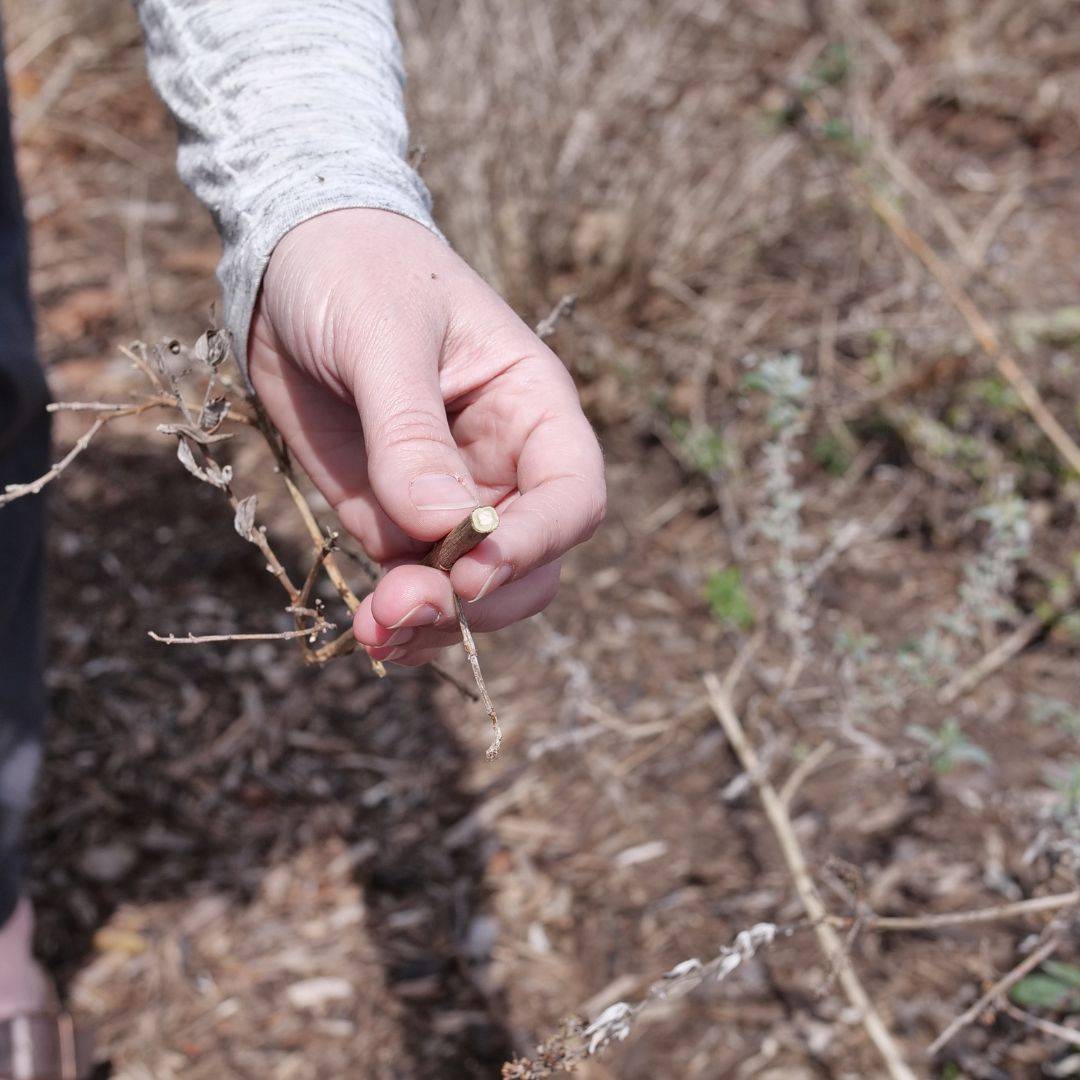 How To Prune Butterfly Bush (Buddleia)